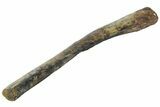 Fossil Dinosaur Ulna Bone - Hell Creek Formation, Montana #184633-3